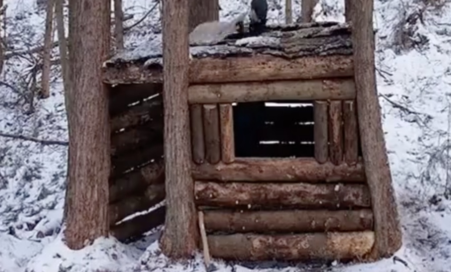 Sich zwischen Bäumen eine kleine Hütte in den Wald bauen – Das ...