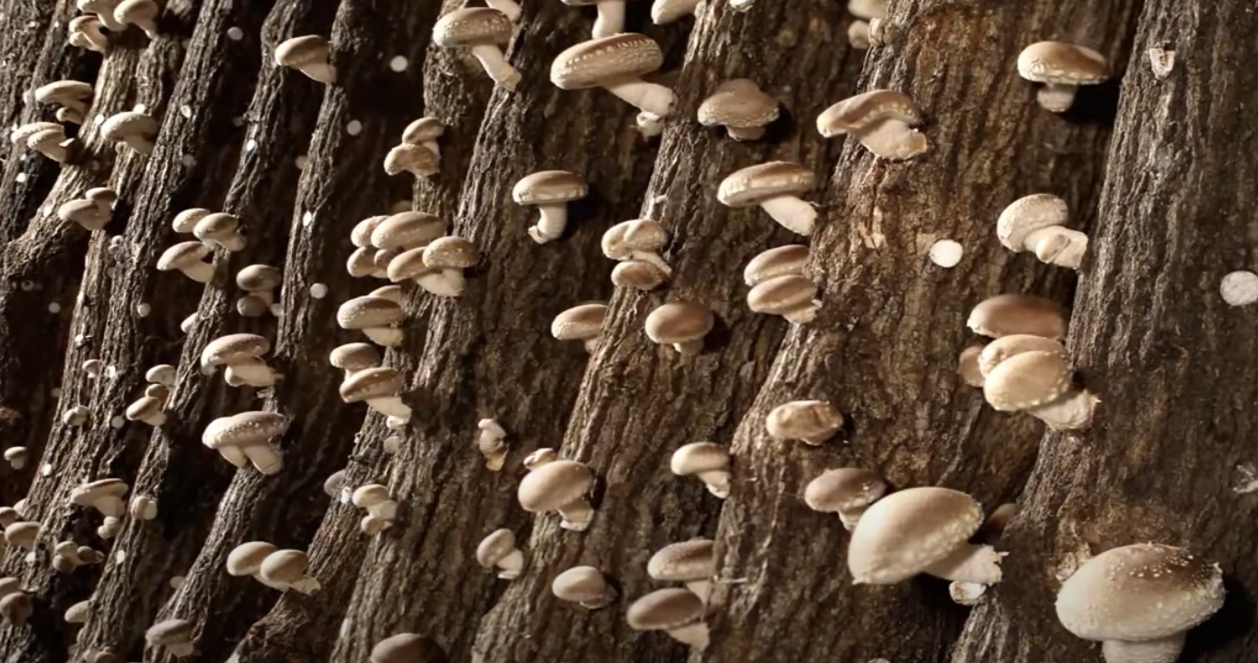 Wie in Japan Millionen von ShiitakePilzen angebaut und gezüchtet