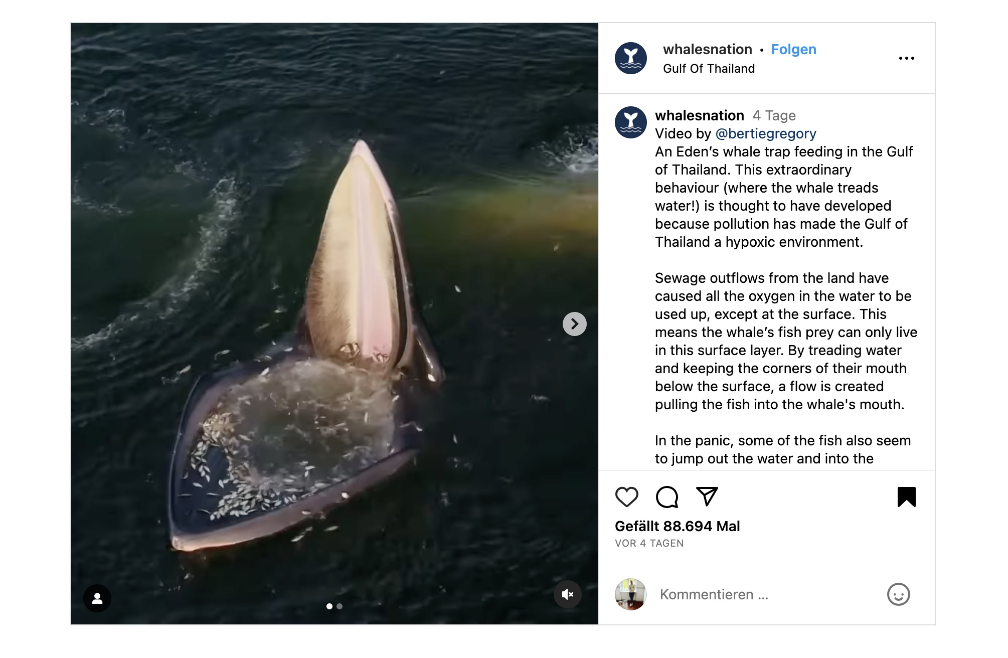 Fischfalle Für Aal Und Krebse - Tragbare Falle Für Salz- Und Süßwasser