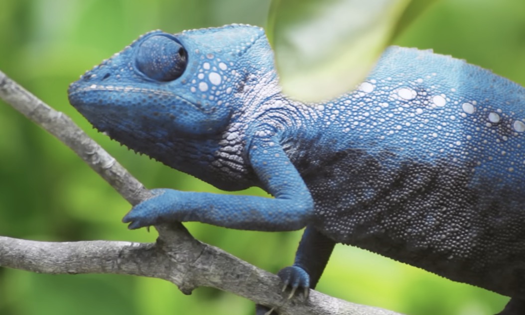 Aufnahmen eines Chamäleons, das innerhalb von drei Minuten mehrmals seine Farbe ändert