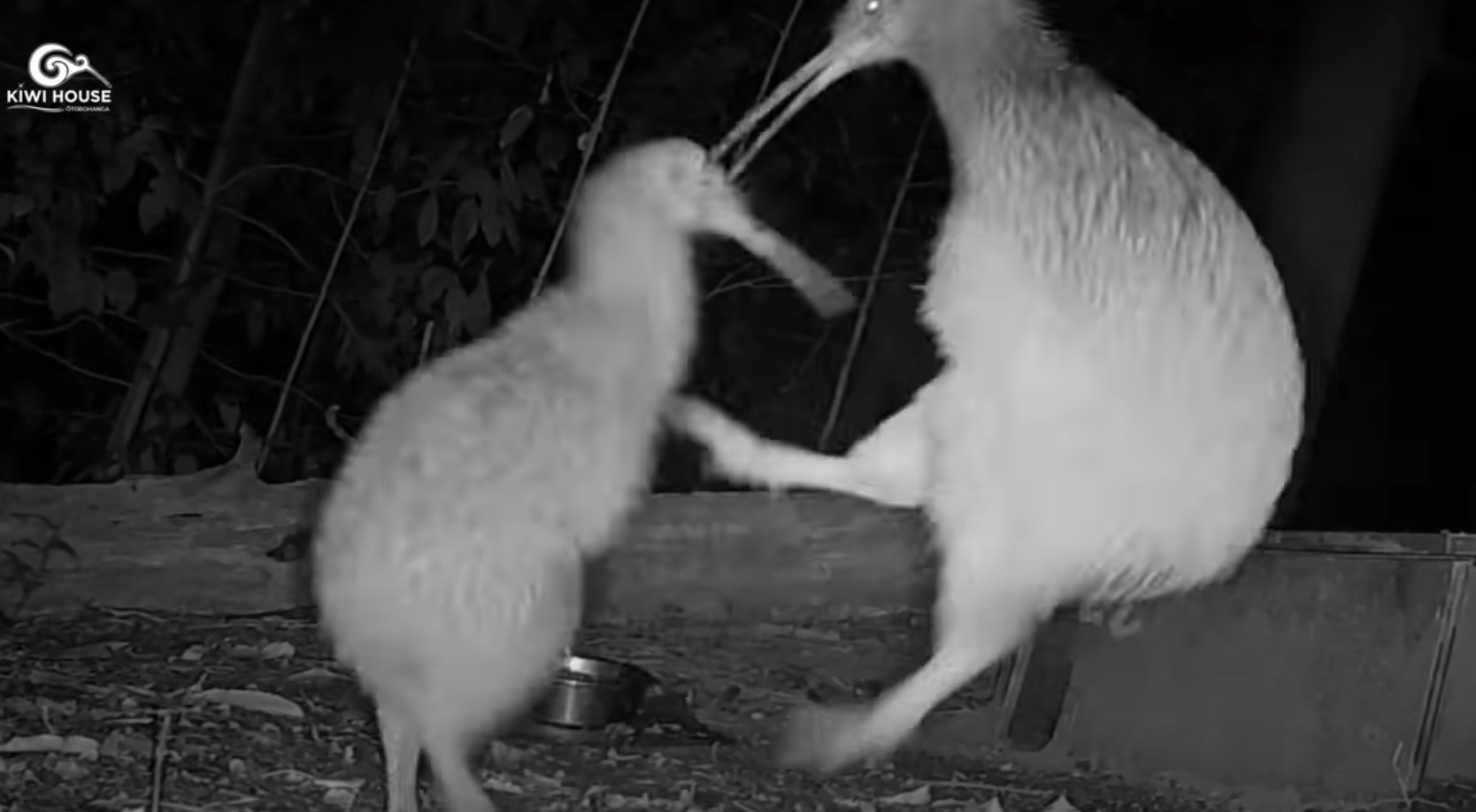 Kung Fu Kiwi